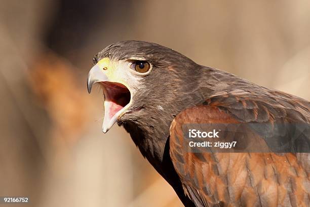 Злая Hawk — стоковые фотографии и другие картинки Гнев - Гнев, Голова животного, Горизонтальный