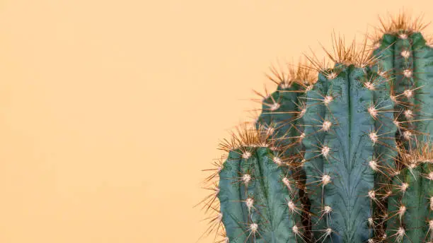 Photo of Cactus plant close up. Trendy yellow minimal background with cactus plant.