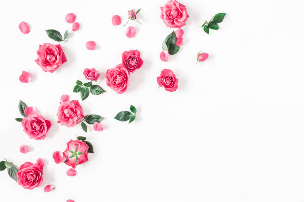 istock Pink rose flowers on white background. Flat lay, top view 921670624