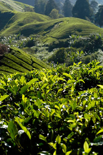 istock Tea plantation in the Cameron Highlands 92167070