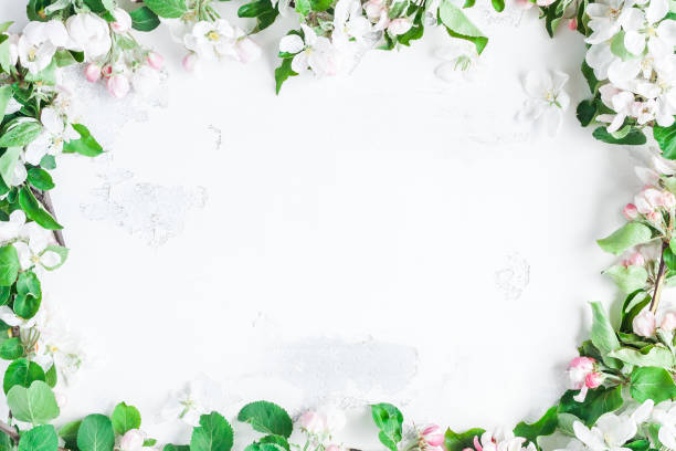 istock Apple tree flowers on white background. Flat lay, top view 921670988