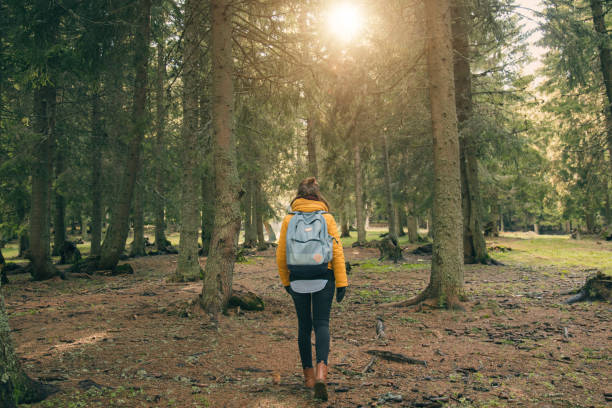 istock Young woman walking in the coniferous forest. 921670990