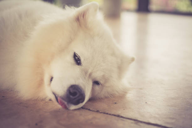 istock closed up of Samoyed dog 921671006
