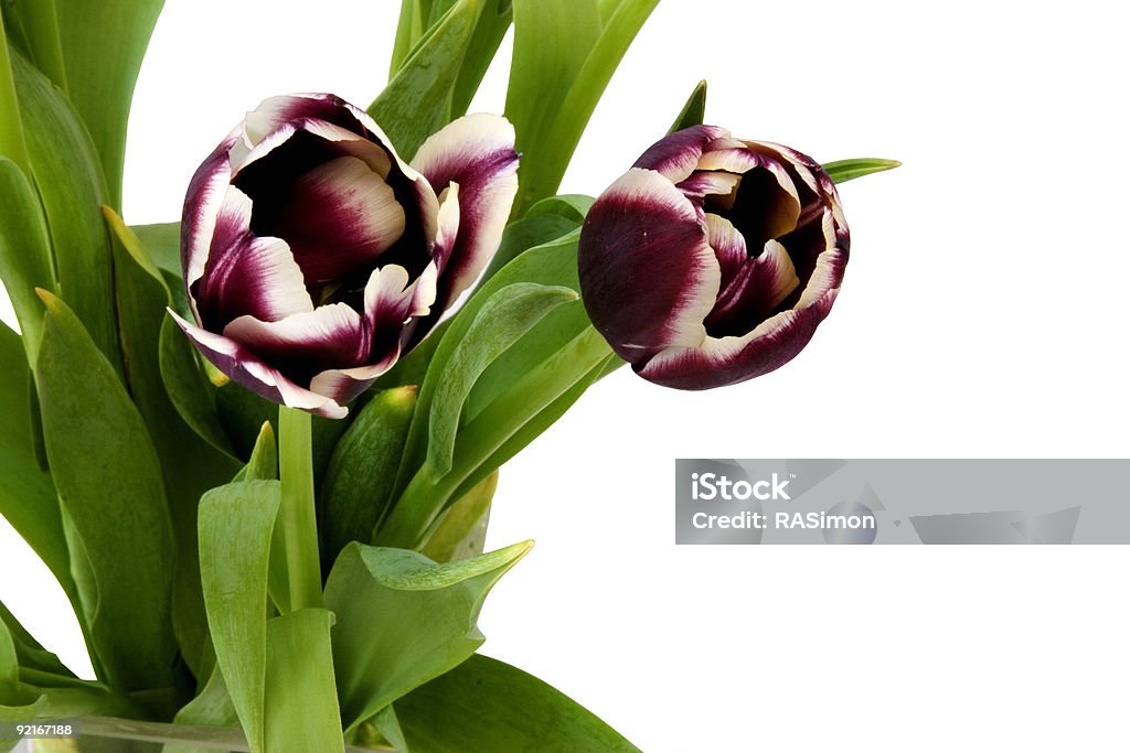 Tulipani color porpora - Foto stock royalty-free di Bellezza naturale