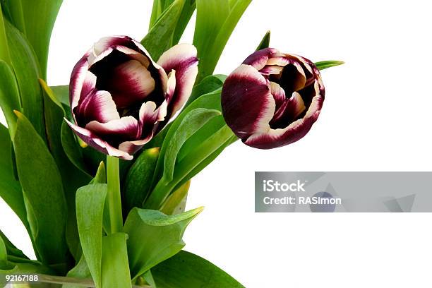Tulipani Color Porpora - Fotografie stock e altre immagini di Bellezza naturale - Bellezza naturale, Bocciolo, Capolino