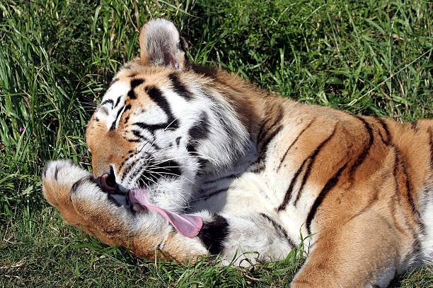 istock Tiger licking his paw 92167346