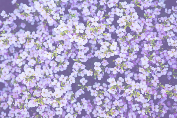 Soft ultra violet background with little spring flowers. Wallpaper, top view.