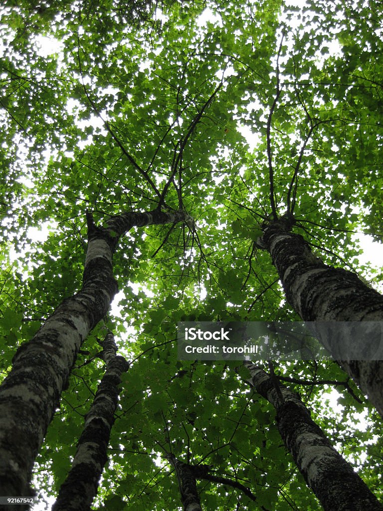 Verdes, exuberantes e árvores tops-olhando para cima - Foto de stock de Fotografia - Imagem royalty-free