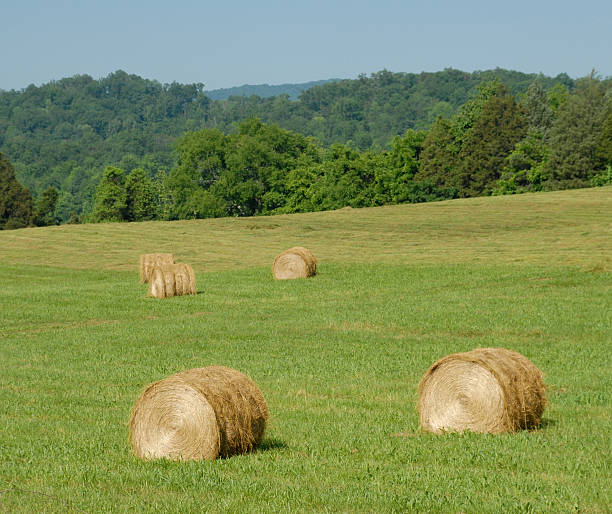 fardos de feno em tennessee field - cumberland plateau - fotografias e filmes do acervo