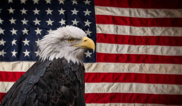Photo of American Bald Eagle with Flag