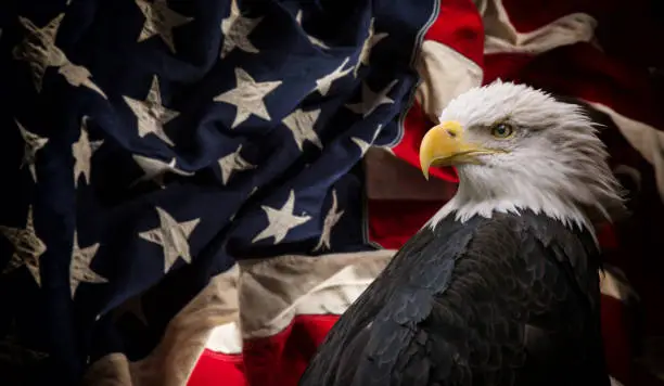 Photo of American Bald Eagle with Flag