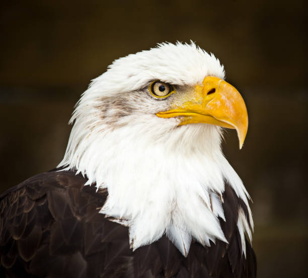 istock Portrait of Bald eagle (Haliaeetus leucocephalus 921677724