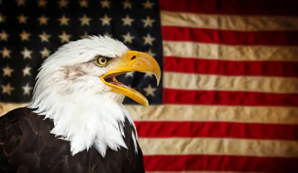 Photo of American Bald Eagle with Flag