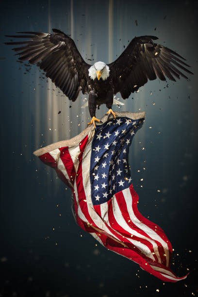 미국 흰머리 독수리 깃발 비행 - symbol military star eagle 뉴스 사진 이미지