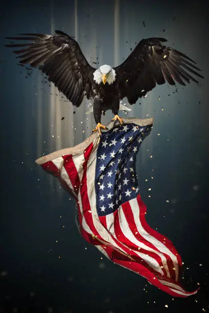 Photo of American Bald Eagle flying with Flag