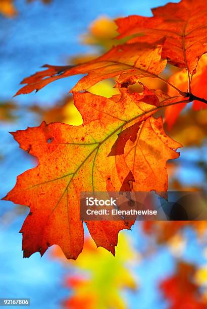 Fall Oak Leaves Stock Photo - Download Image Now - Autumn, Back Lit, Backgrounds