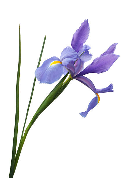 istock Purple Iris Flower with stem Isolated on White 92167822