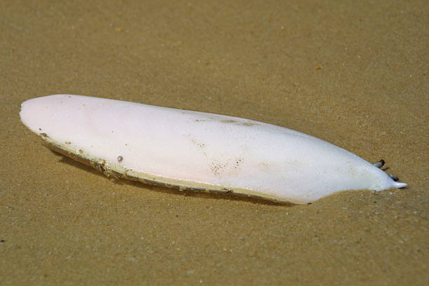 Cuttlefish ósea - foto de stock