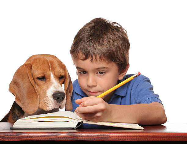 questo i compiti - dog education holding animal foto e immagini stock