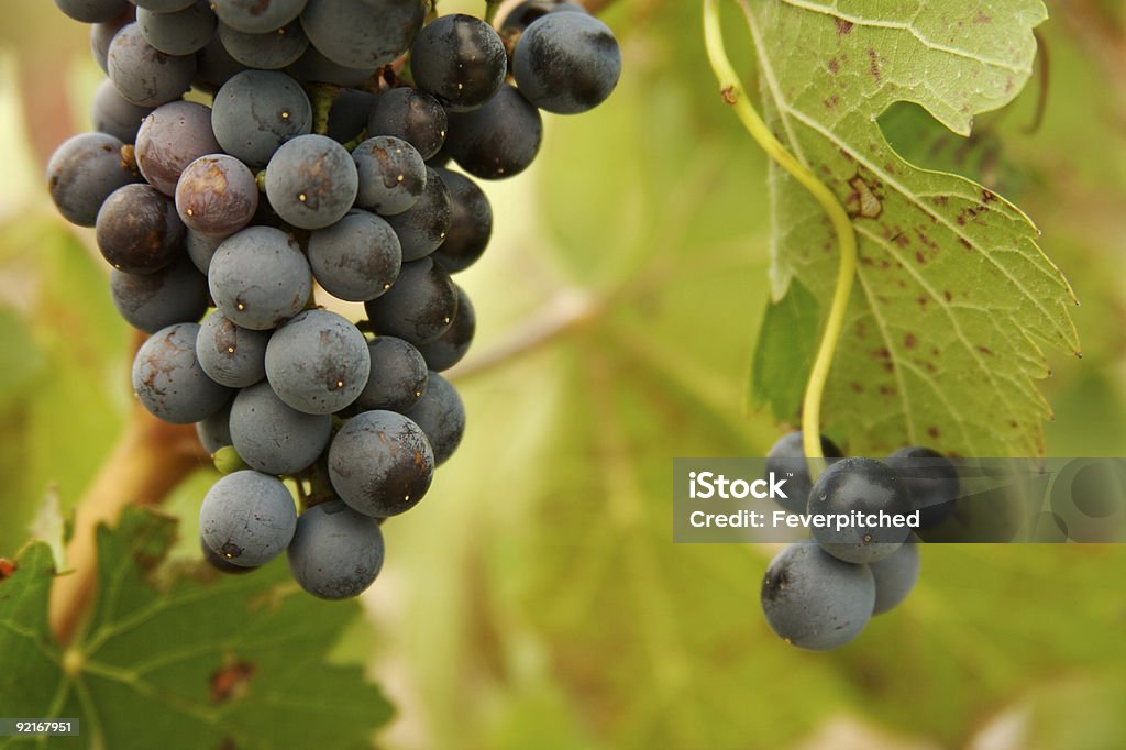 Belas uvas viníferas no Vine - Foto de stock de Agricultura royalty-free