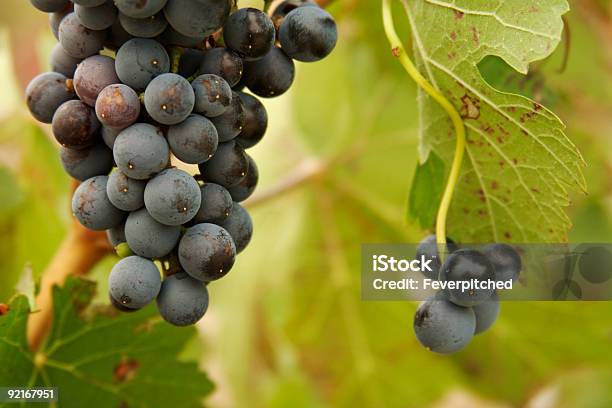 Foto de Belas Uvas Viníferas No Vine e mais fotos de stock de Agricultura - Agricultura, Alimentação Saudável, Califórnia