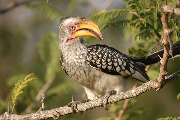 nashornvogel - kruger national park national park southern africa africa stock-fotos und bilder