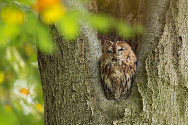 istock Tawny Owl sitting in a nesting hole in a tree  Strix aluco. 921680404