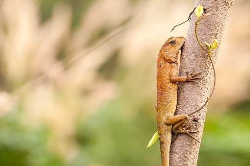 กิ้งก่าไทยบนต้นไม้ ภาพสต็อก - ดาวน์โหลดรูปภาพตอนนี้ - กลางแจ้ง - การ ... กิ้งก่าไทยบนต้นไม้ ภาพสต็อก - ดาวน์โหลดรูปภาพตอนนี้ - กลางแจ้ง - การ ...