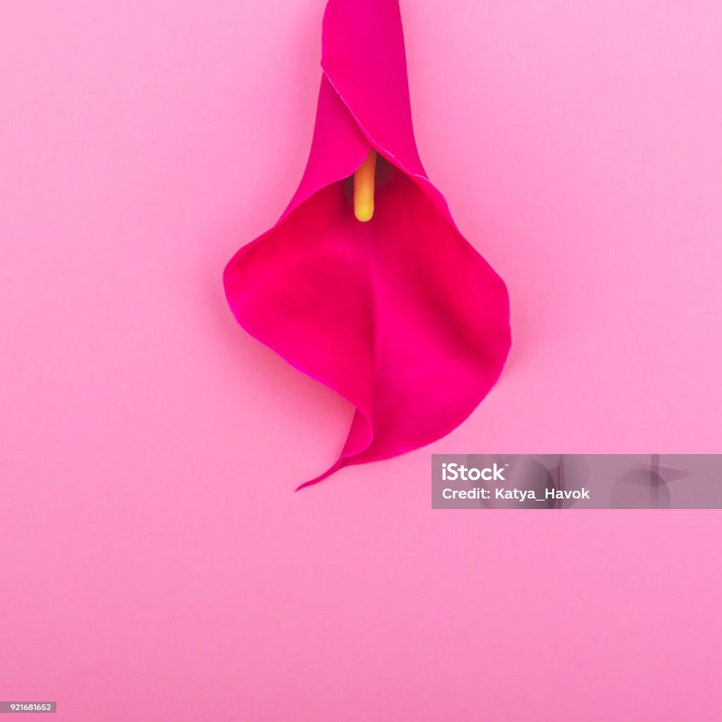 Lily flower Lily flower in the form of a female body part. creative metaphor. international women's day Vagina Stock Photo