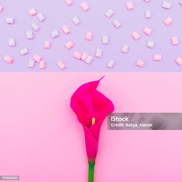 Lily Flower With Colorful Marshmallow Stock Photo - Download Image Now - Vagina, Flower, Neon Lighting