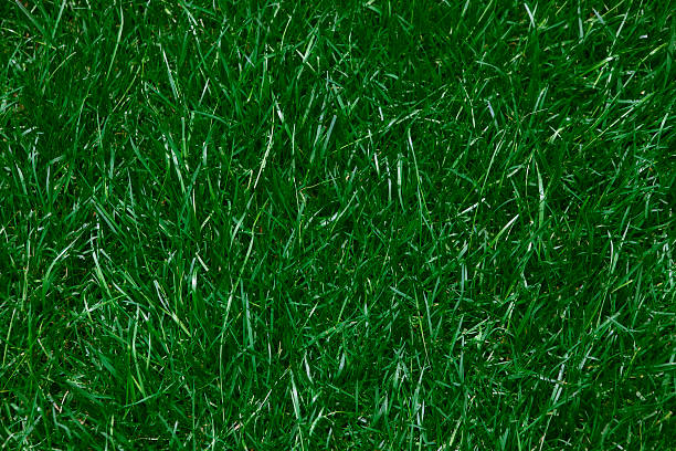 istock Close up of Lush Green Grass Lawn 92168192