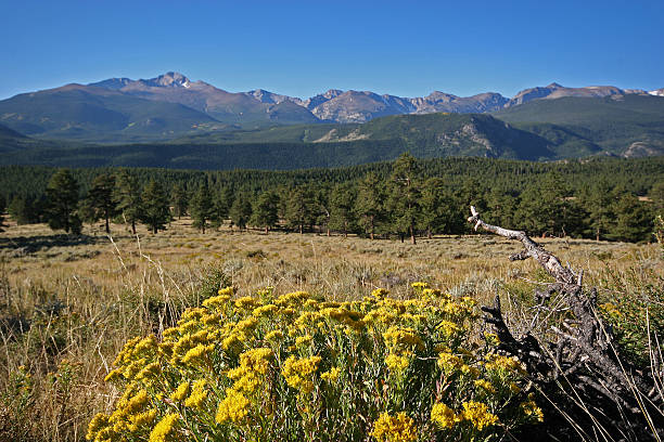 istock Rocky Mountain Wildflowers 92168329