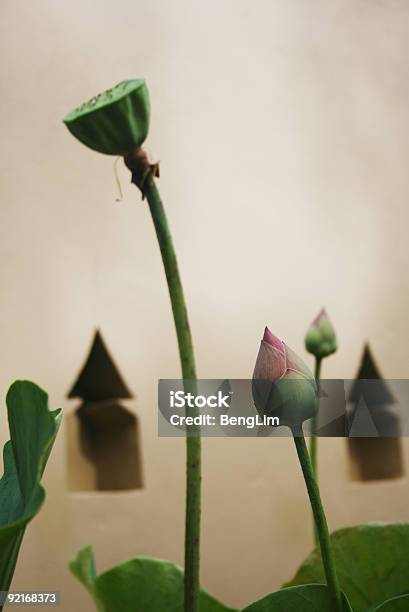 Foto de Lotus e mais fotos de stock de Alegoria - Alegoria, Budismo, Culturas