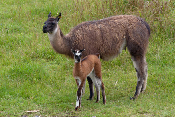 istock Llamas in Machu Picchu Peru 921685592