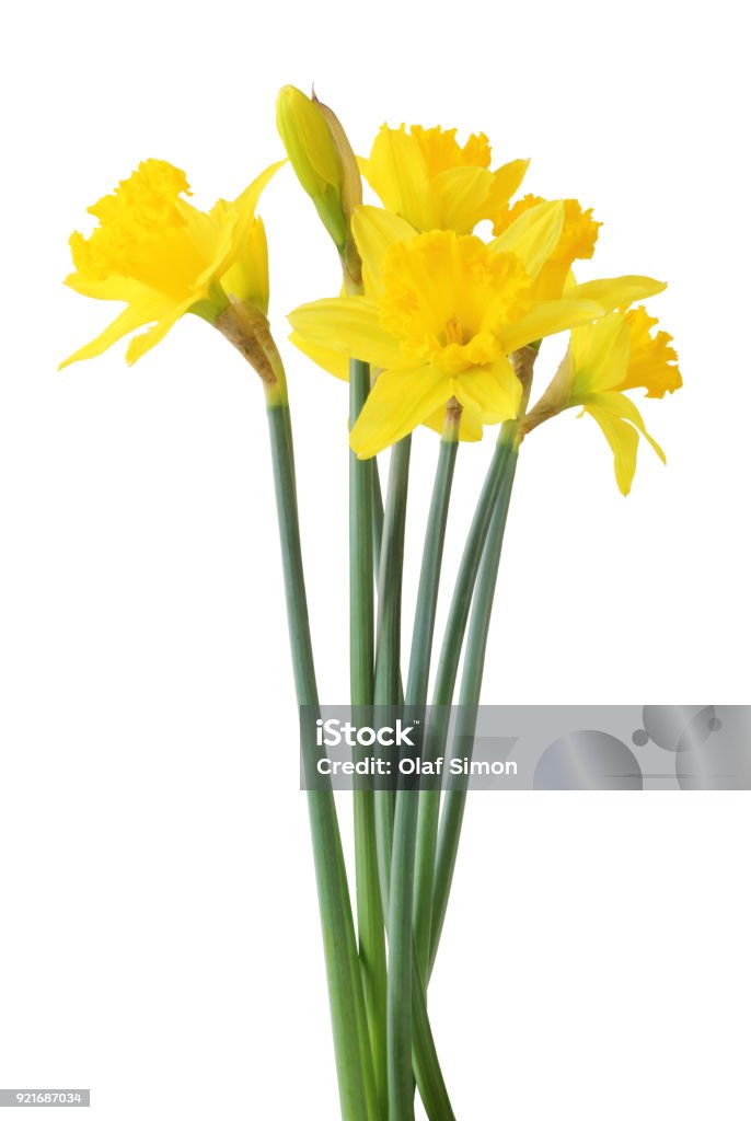 Narcissus (Narzissen, Narcissus) isolated on white background, inclusive clipping path. Narcissus (Narzissen, Narcissus, Amaryllidaceae) isolated on white background, inclusive clipping path. Germany Daffodil Stock Photo