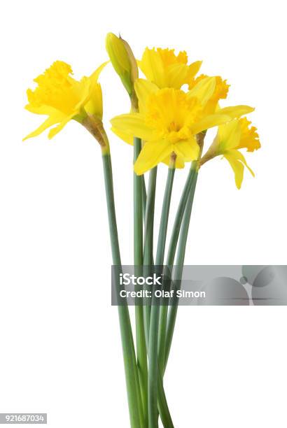 Narcissus Isolated On White Background Inclusive Clipping Path Stock Photo - Download Image Now