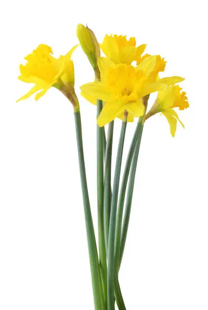 Narcissus (Narzissen, Narcissus, Amaryllidaceae) isolated on white background, inclusive clipping path. Germany