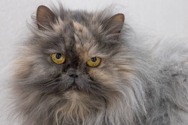 istock Persian cat smoky color looks into the camera close up 921687708