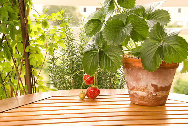 Strawberry growing in the flowerpot stock photo