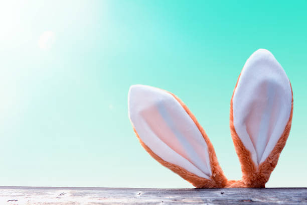 istock easter bunny ears looking up from behind wooden fence 921689754