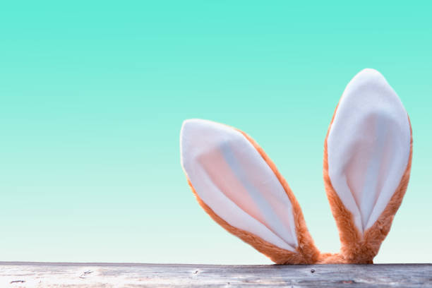 istock easter bunny ears looking up from behind wooden fence 921690204