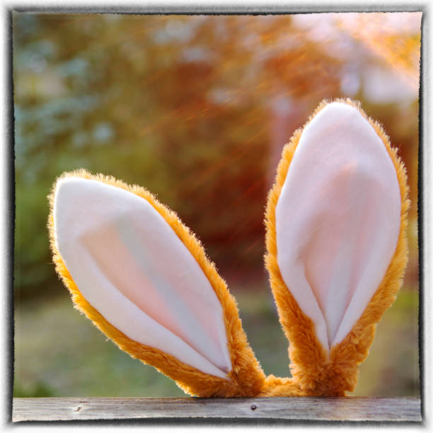 istock easter bunny ears looking up from behind a fence 921690768