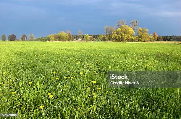 Verde Prato - Fotografie stock e altre immagini di Albero - Albero, Ambientazione esterna, Blu