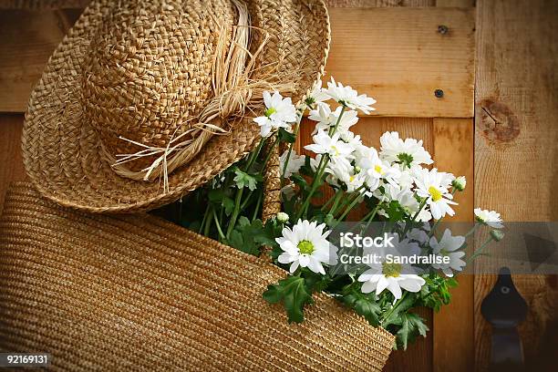 Foto de Margaridas De Verão Na Bolsabordas Escuras e mais fotos de stock de Cesto - Cesto, Flor, Porta