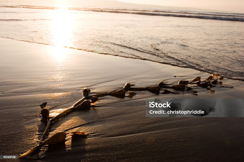 Algues sur Beach 1 - Photo de Abstrait libre de droits