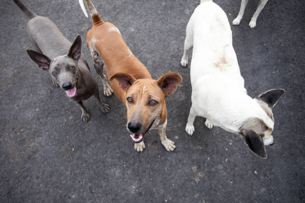 istock Group of homeless dog 921691532