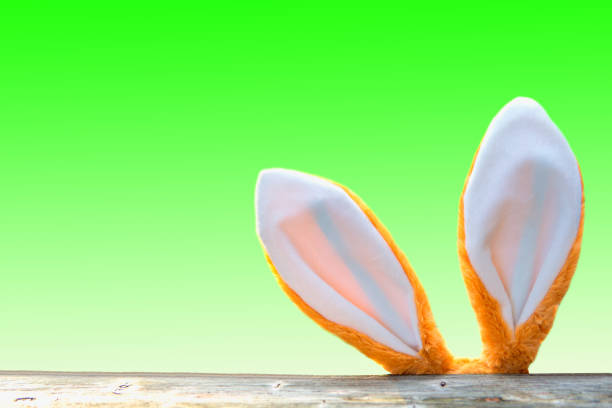 istock easter bunny ears looking up from behind wooden fence 921691606
