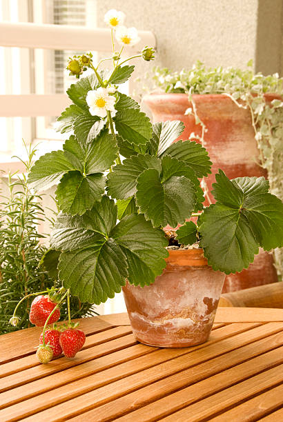 Strawberry growing in the flowerpot stock photo