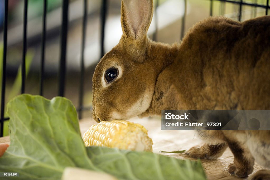 Mama Bunny  Eating Stock Photo