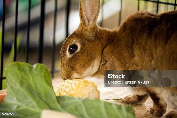 Mama Bunny Stock Photo - Download Image Now - Eating, Food, Rabbit - Animal